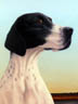 dog'nature#17