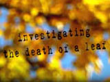 investigating the death of a leaf