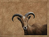 Barbary Ram