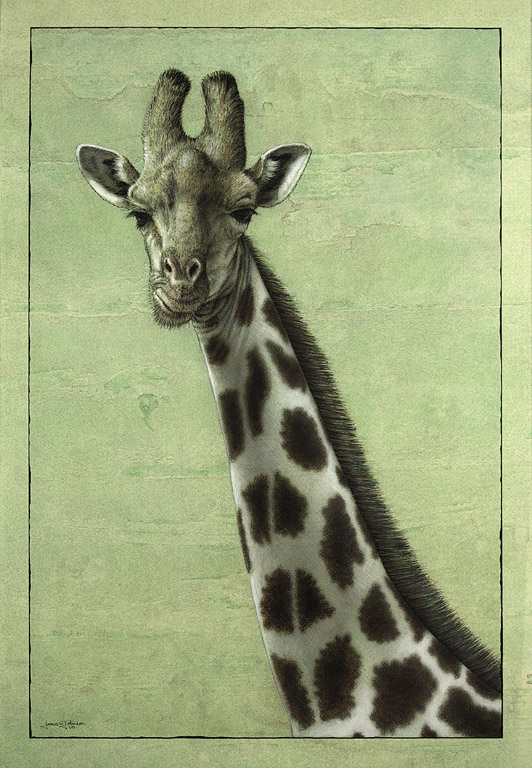 Giraffe