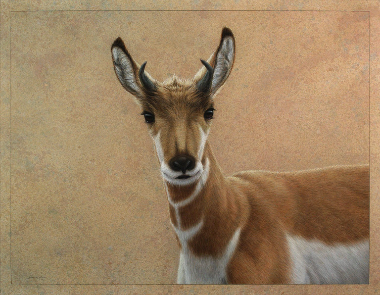 Young Pronghorn