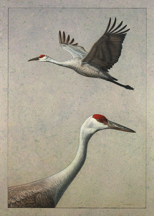 Sandhill Cranes