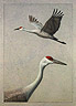 Sandhill Cranes