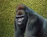 Gorilla with a Hedge