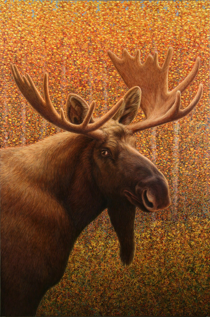 Colorado Moose