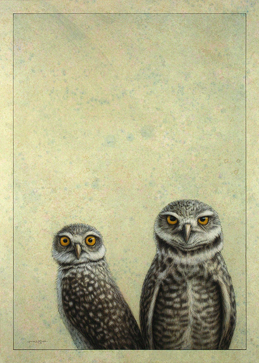 Burrowing Owls