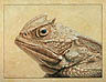 Horned Toad