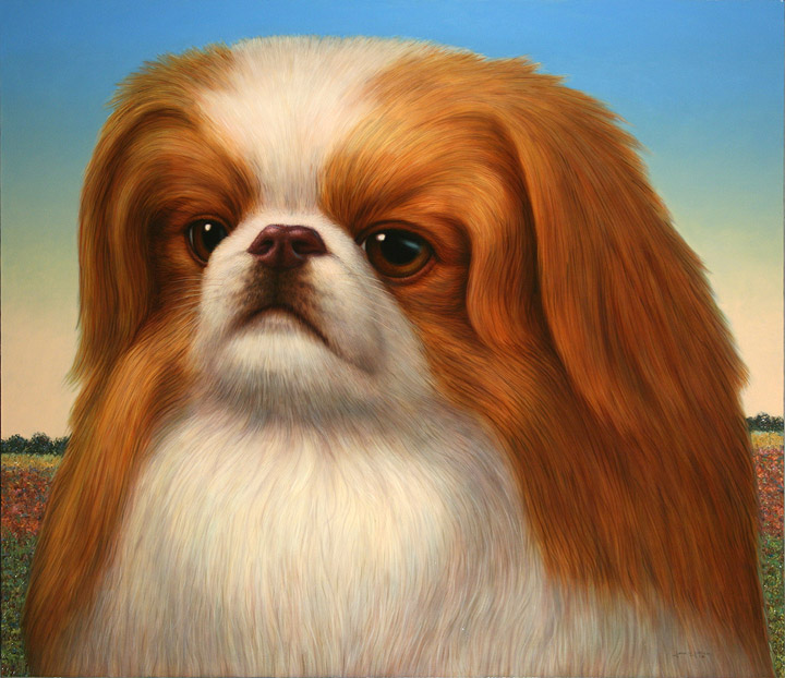 Pekingese