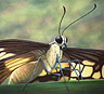 Portrait of a Butterfly