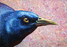 Portrait of a Grackle