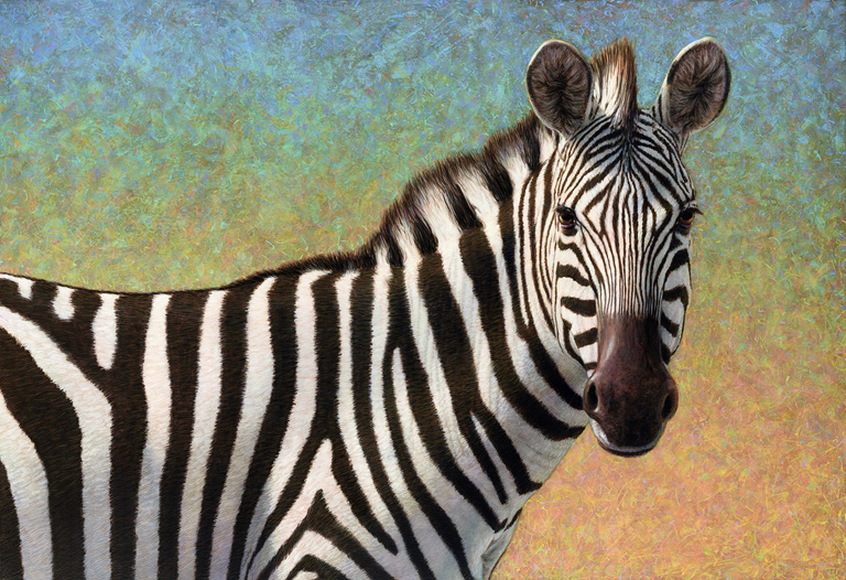 Portrait of a Zebra
