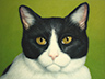 A Serious Cat